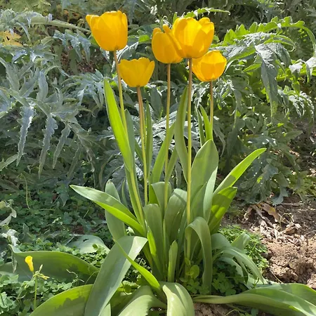 Apartament Casa Lu Monaco Tranquillita A Due Passi Dal Mare Porto d'Ascoli